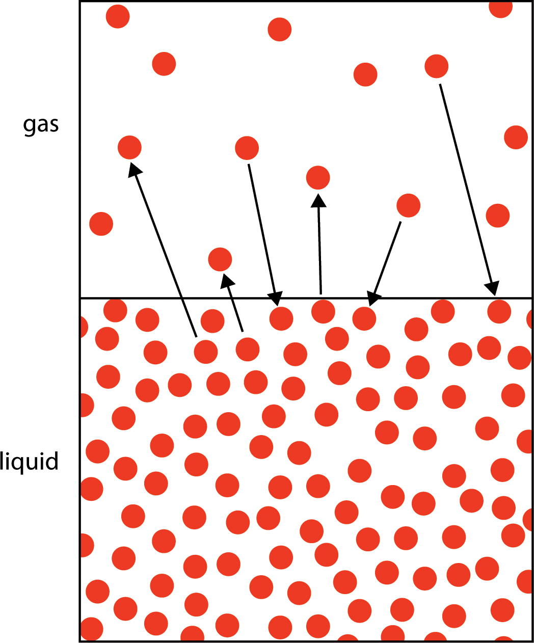 Molecules of water moving between the liquid and the gas.