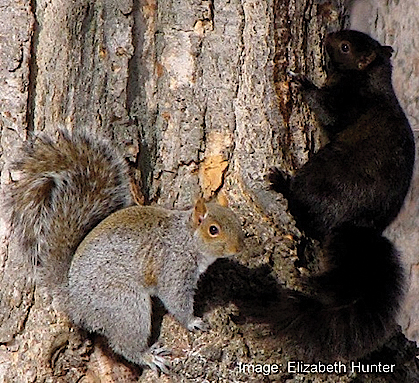 The gray squirrel is observed to have two color morphs, gray fur and black fur.