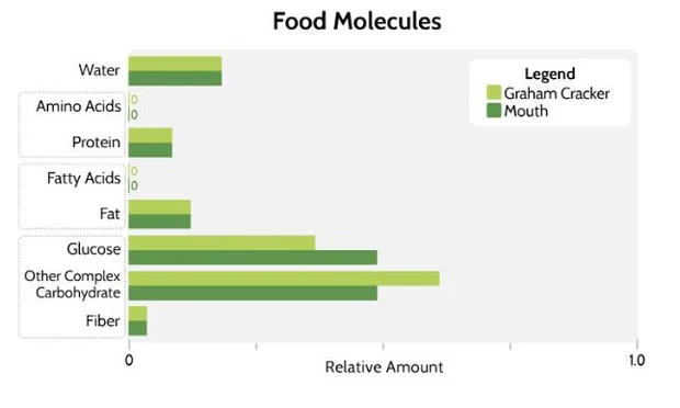 Food Molecules