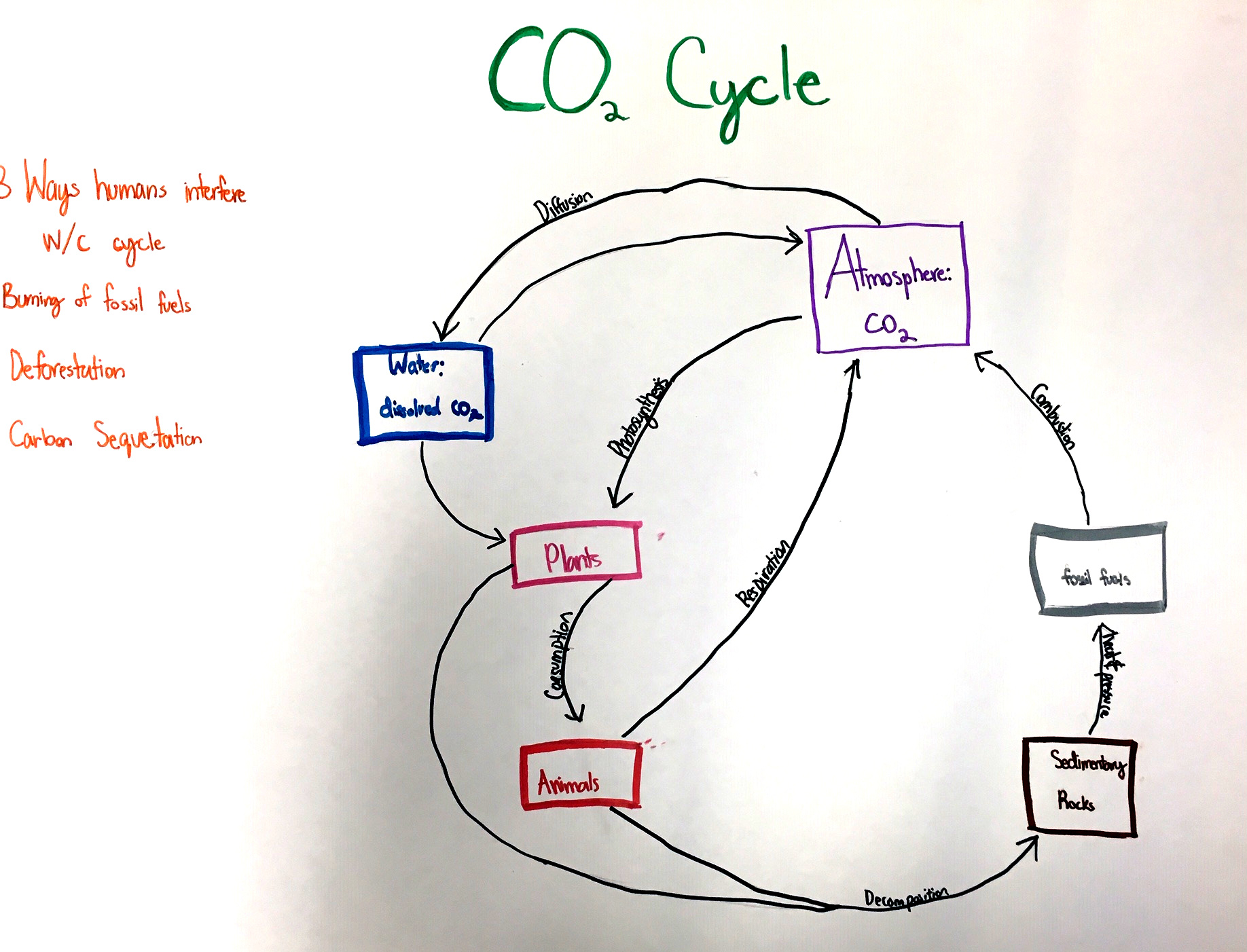 Student carbon cycle chart.