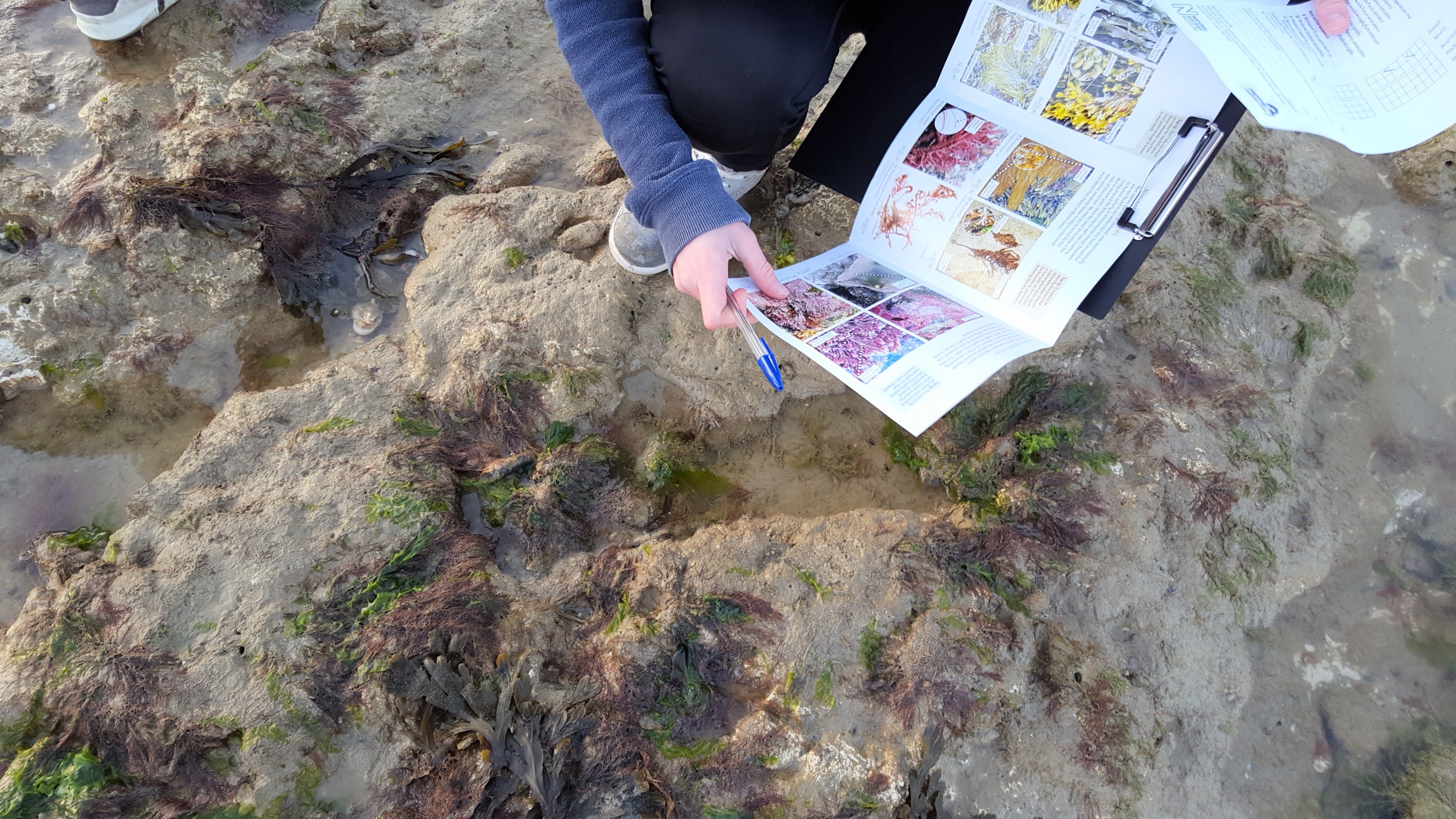 This photo shows youth with a Big Seaweed Search ID guide and recording form on the beach in 2019.