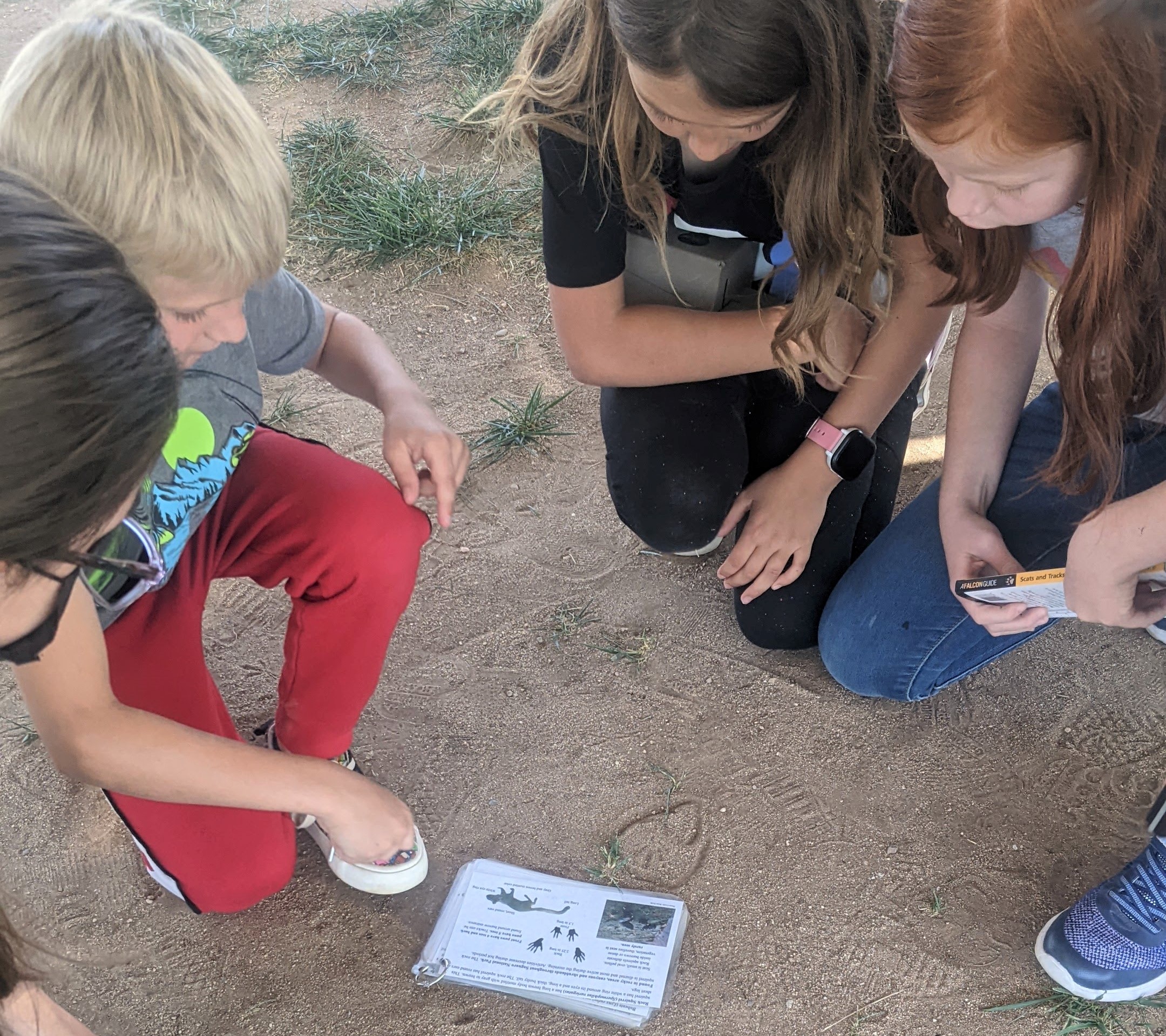 Youth from Roadrunner Elementary School examine animal tracks as part of the Lost Carnivores Wildlife Monitoring and Citizen Science Project in Saguaro National Park.