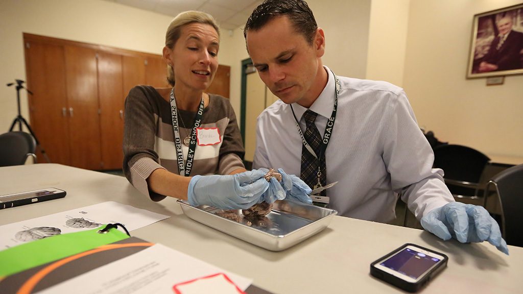 Teachers dissect brains during workshops.