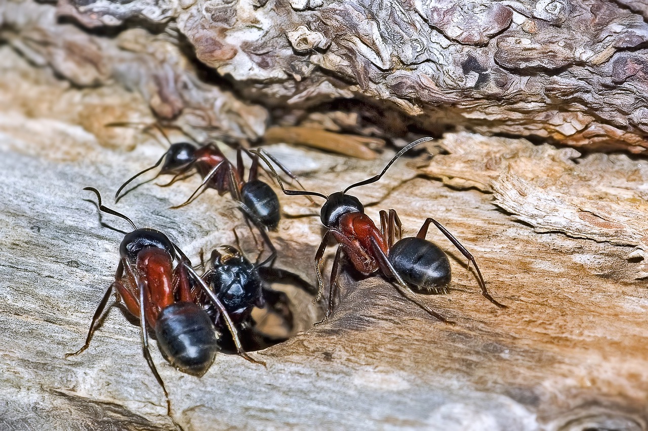 Ants working together on a log