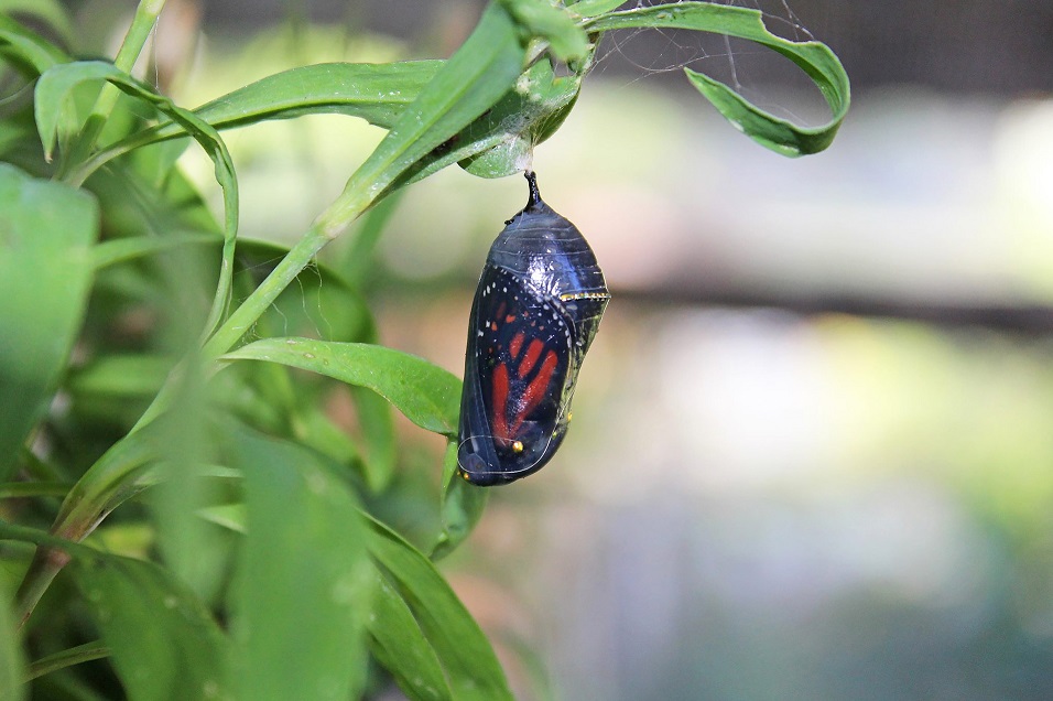 Monarch Butterfly chrysalis