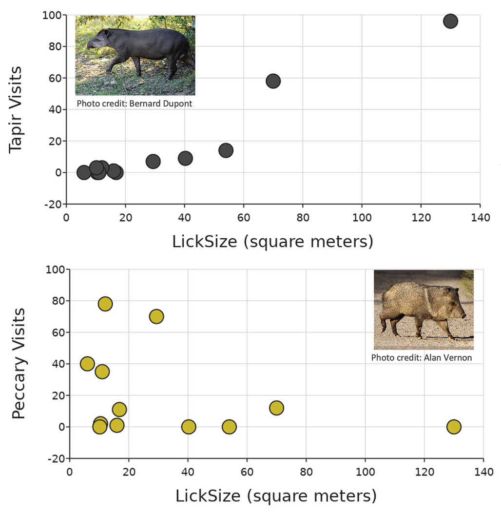 Figure 1 Example of comparing animal visits (lowland tapir and collared peccary) to lick size and how to consider uncertainty and variability when making sense of the patterns (data from https://bit.ly/3uLiRns).