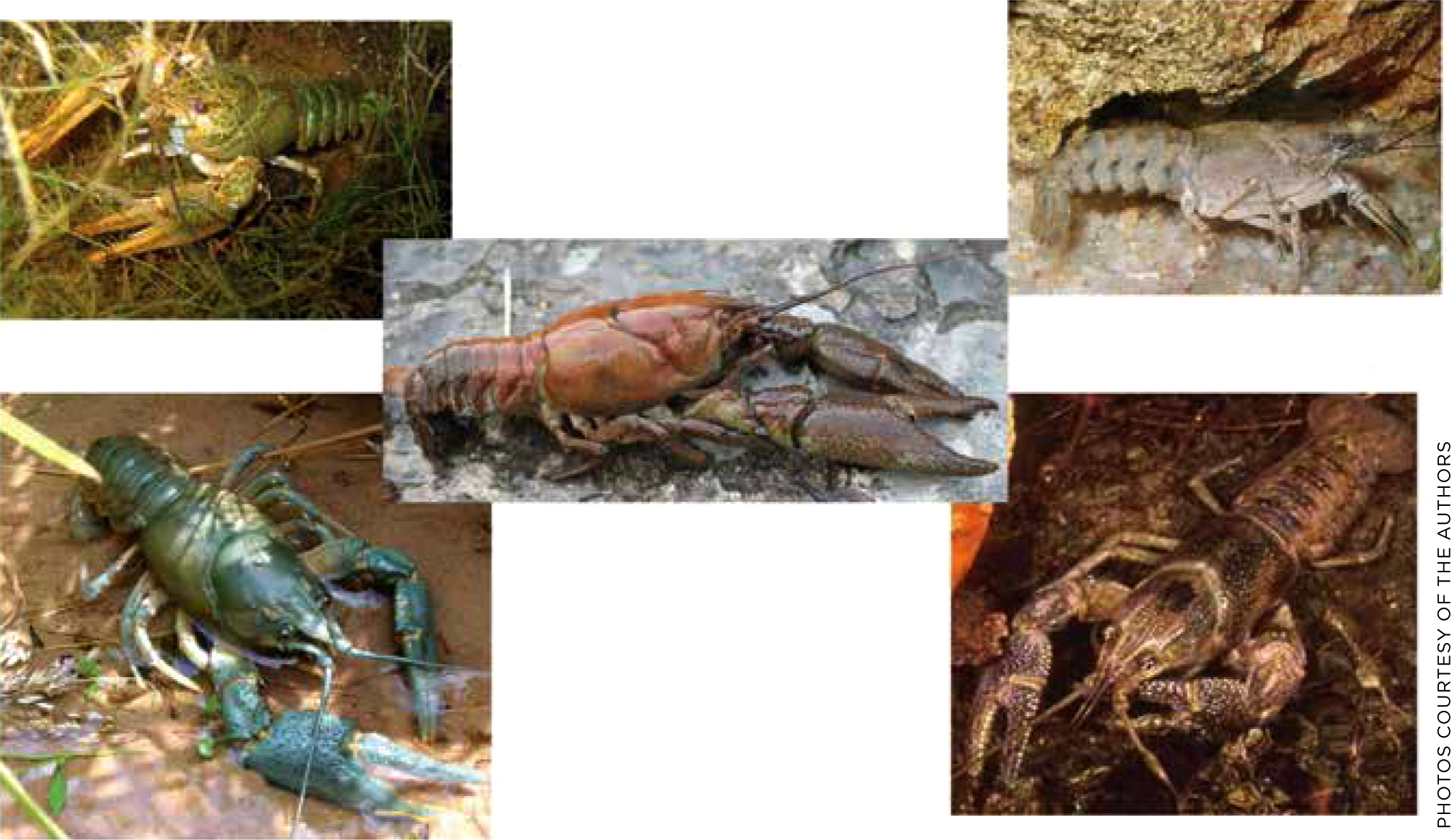 Images of a variety of crayfish species.