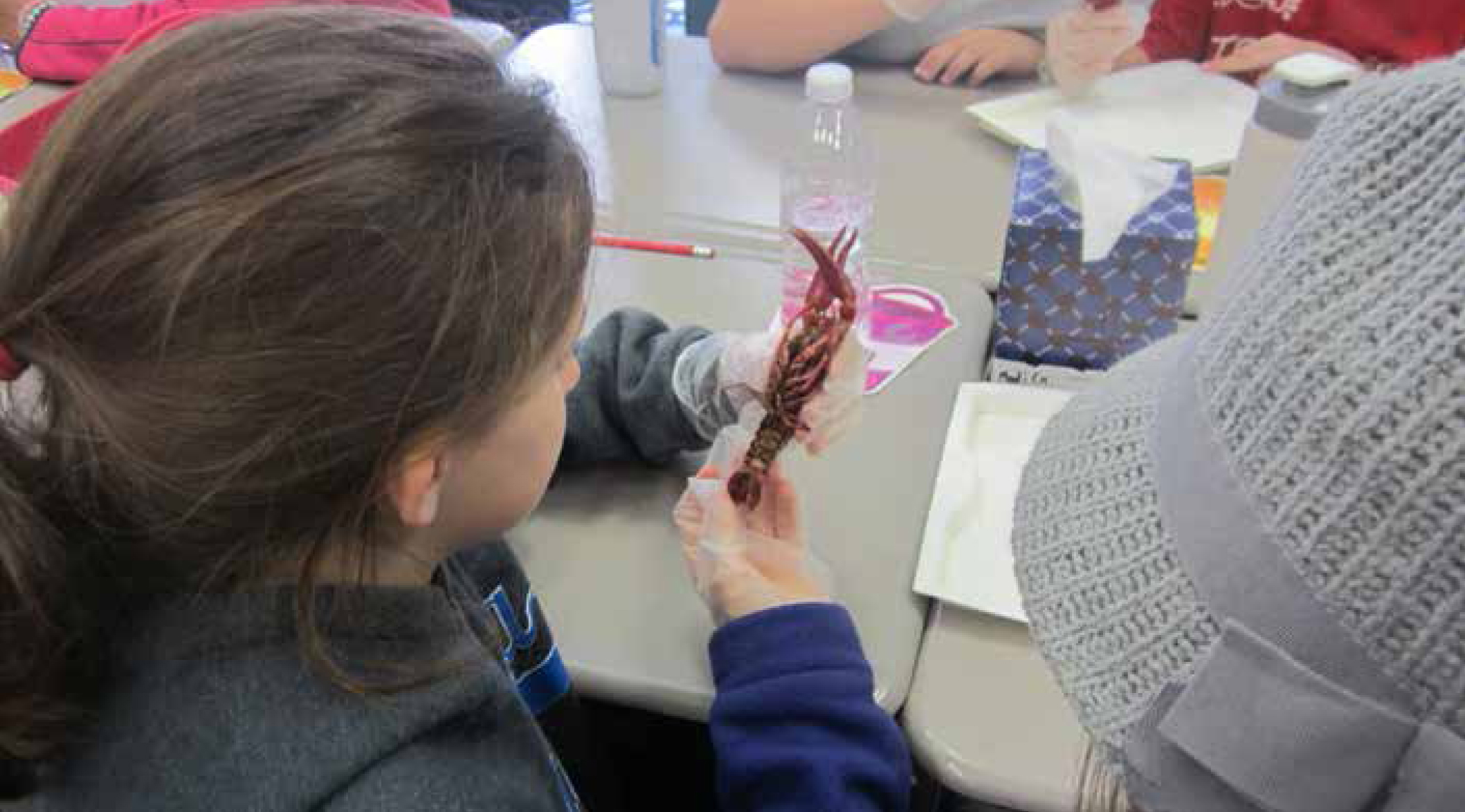 Students examine the leg structure of crayfish specimens.